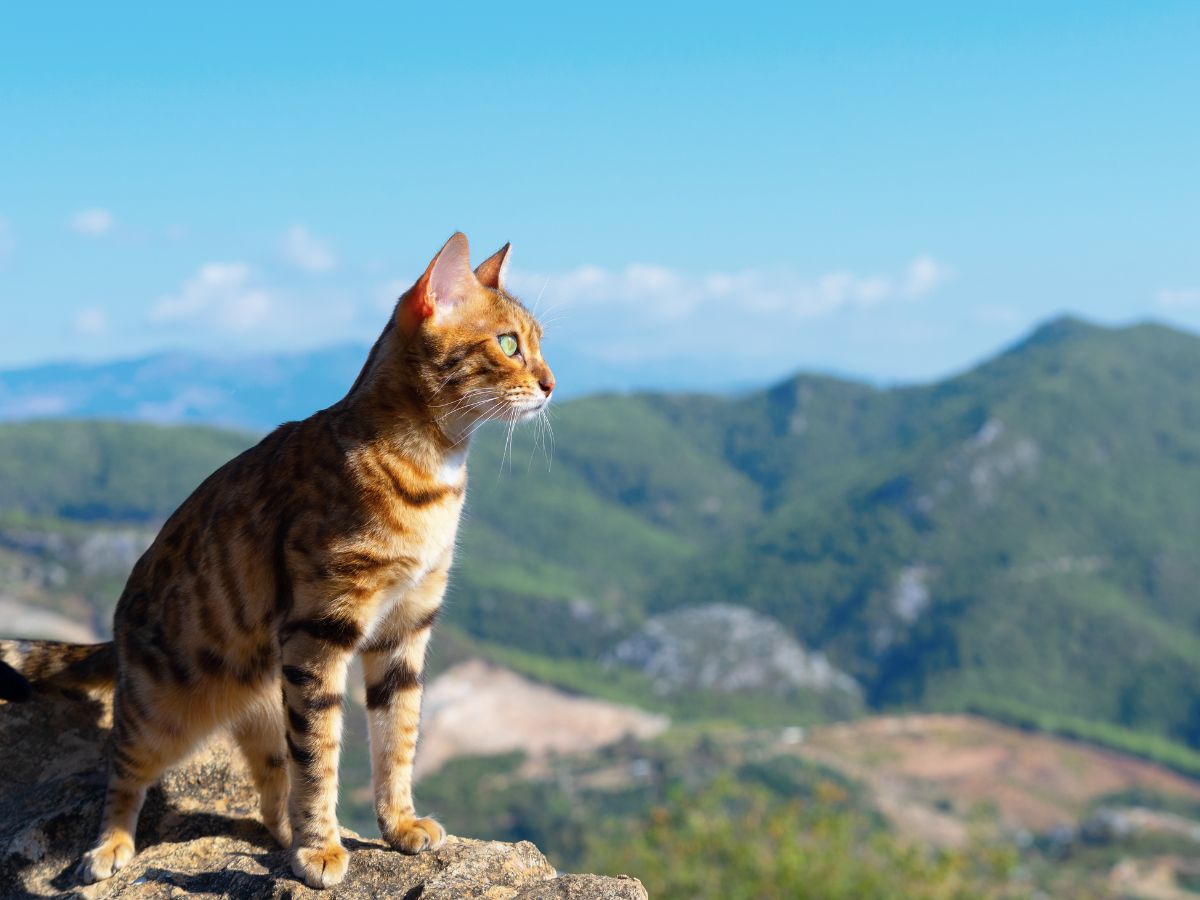 a cat standing on a rock looking at a mountain range