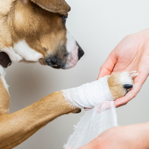 dog bandage