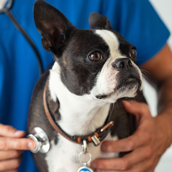 a dog with a stethoscope around its neck