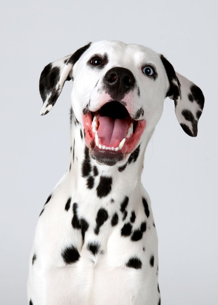 happy Dalmatian dog